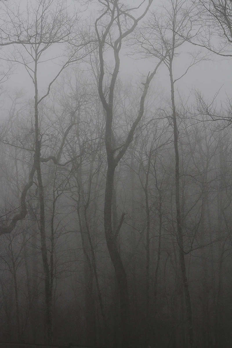 SUSAN FRIEDLAND - Ghost Trees10.67" x 16" - $575