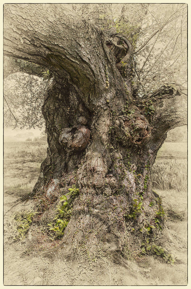 BARBARA LEVEN - Winterthur Tree10.37" x 15.47" - $500